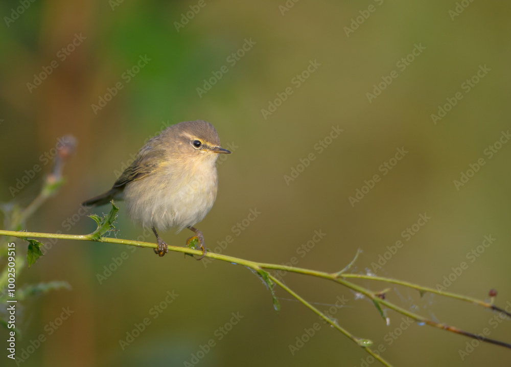 Common chiffchaff - in autumn at a wet forest Common chiffchaff - in autumn at a wet forest