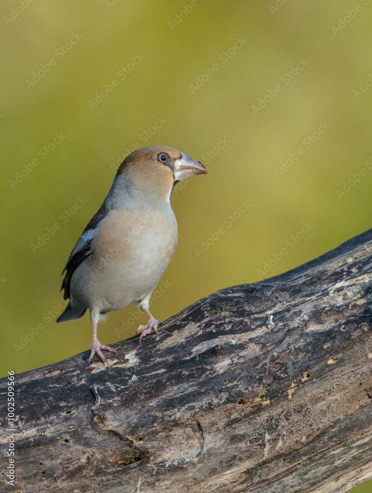 The hawfinch - female in autumn at a wet forest The hawfinch - female in autumn at a wet forest