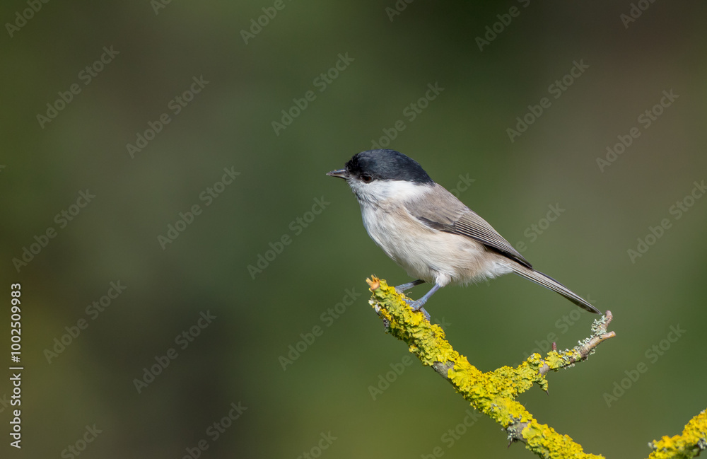 The marsh tit - at a wet forest in autumn The marsh tit - at a wet forest in autumn