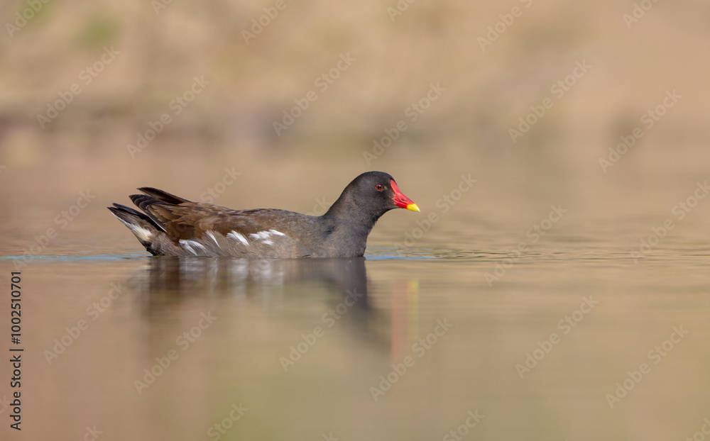 The common moorhen - adult bird in spring The common moorhen - adult bird in spring