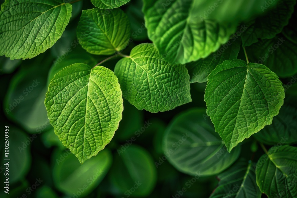 Fresh Green Leaves with Detailed Texture: Botanical Photography of Vibrant Foliage for Nature-Inspired Design Fresh Green Leaves with Detailed Texture: Botanical Photography of Vibrant Foliage for Nature-Inspired Design