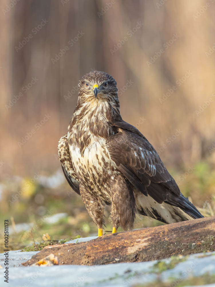Common Buzzard in spring at a wet forest Common Buzzard in spring at a wet forest