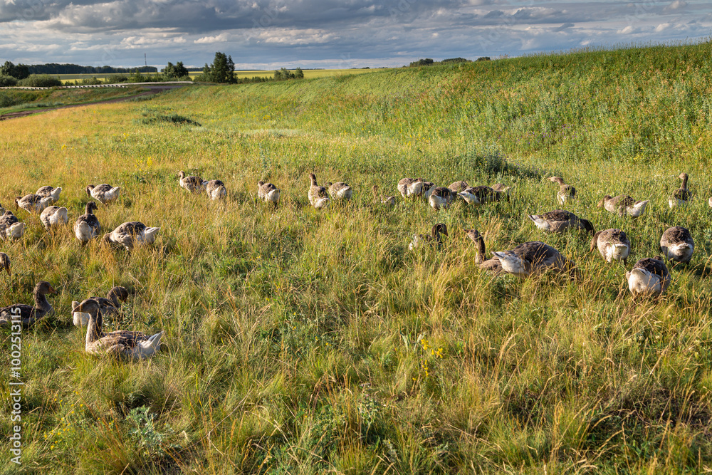 Fototapeta premium Domestic gray geese on a meadow. Gray Geese in the grass, domestic bird, flock of geese