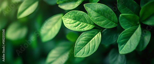 Close-up of vibrant green leaves with a soft light effect.