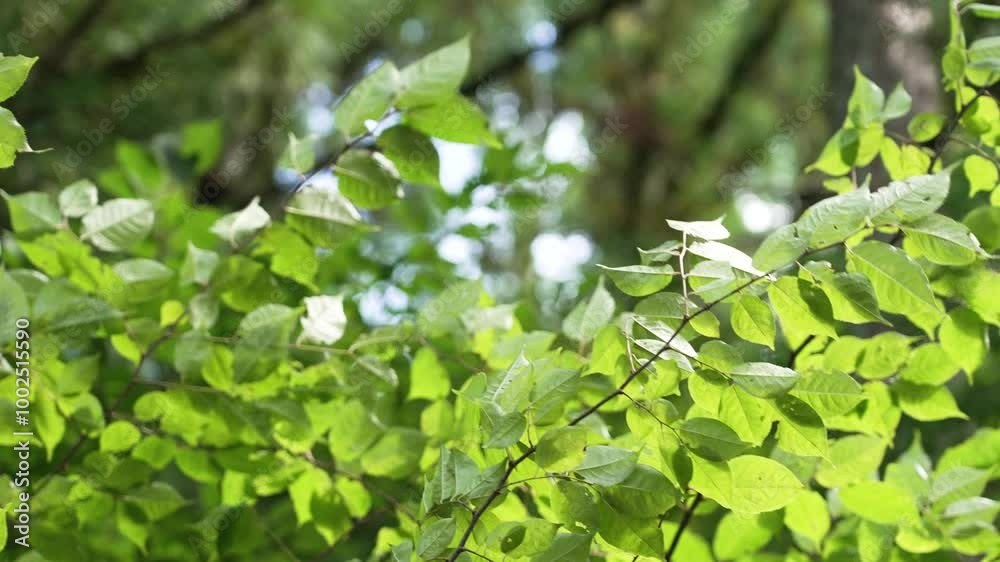 日に当たる植物