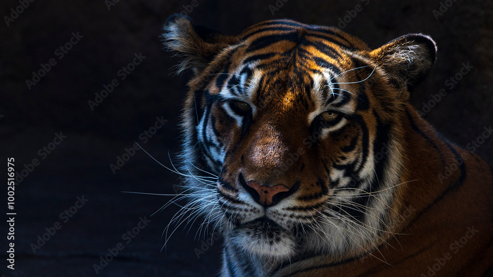 Fototapeta premium 動物園 トラ ベンガルトラ 目力強い