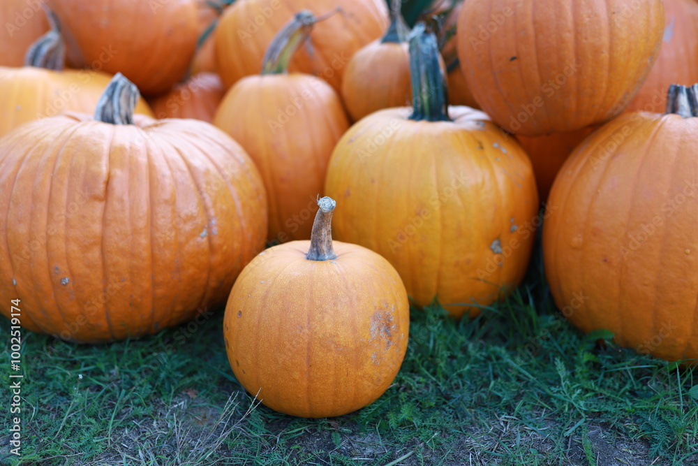 pile of pumpkins. Many orange ripe pumpkins lie on the grass. Ripe pumpkin berry. Growing fruits.