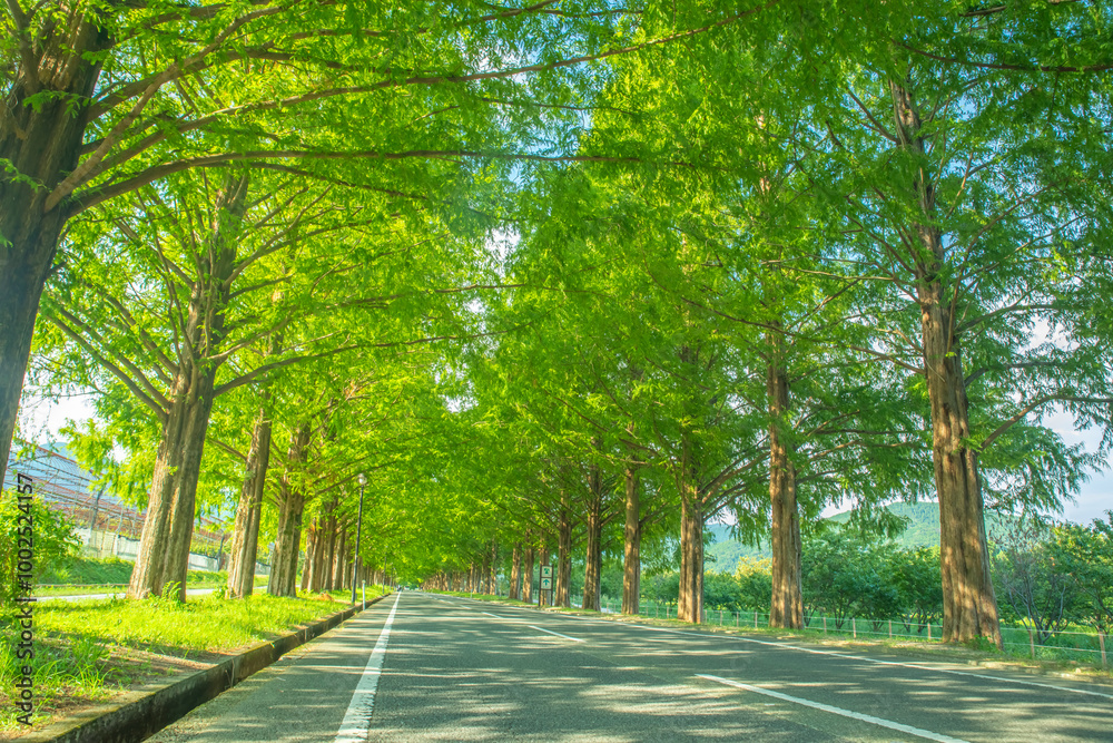 Obraz premium 日本の滋賀県にある新緑のメタセコイア並木