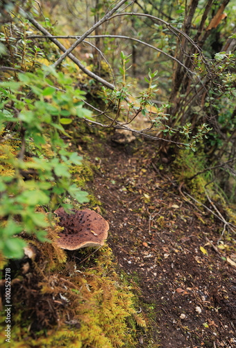 Wild sarcodon imbricatus,edible mushroom in forest of China