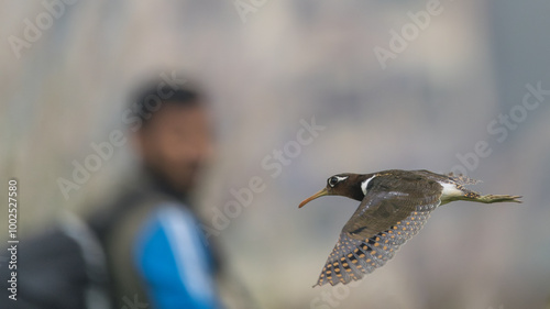 Greater Painted-snipe flight and man in the background. The greater painted-snipe (Rostratula benghalensis ) is a species of wader in the family Rostratulidae.  photo