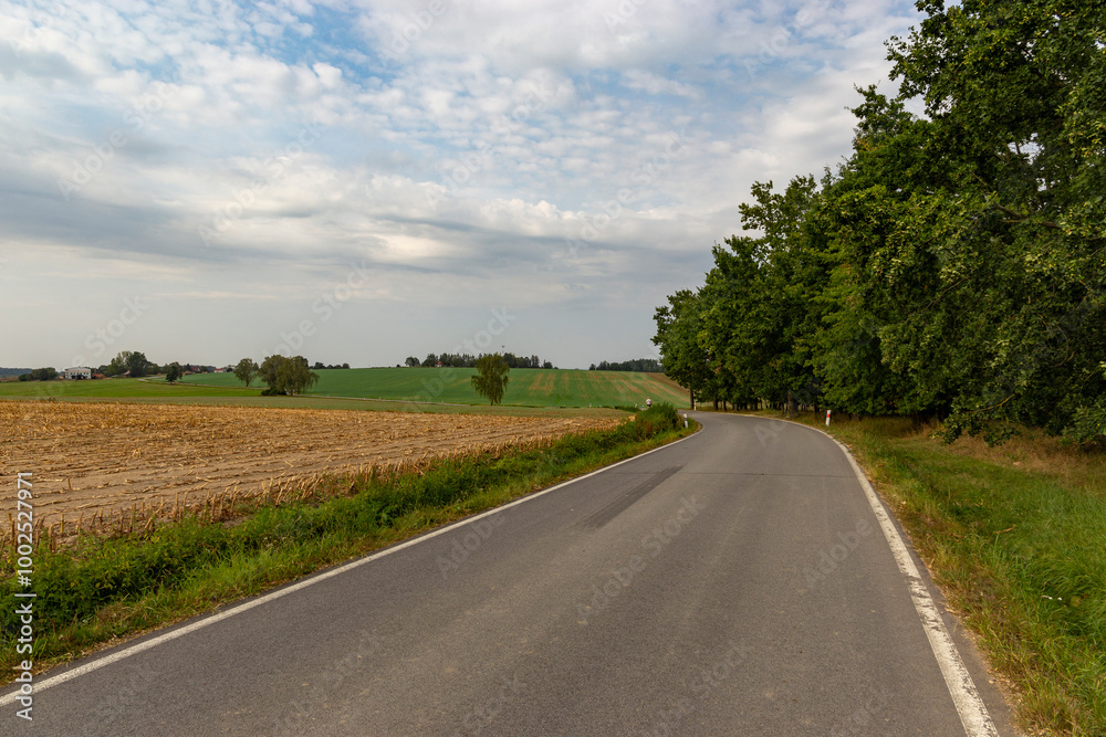 Fototapeta premium Road among fields in late summer