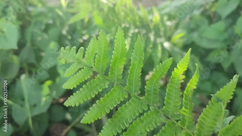 Thelypteris dentata fern leaves displaying intricate details and lush greenery in a natural setting photo