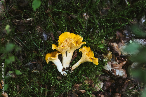 Cantharellus cibarius gelbe essbare Pfifferling Pilze auf Waldboden photo