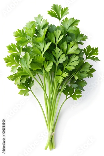 Parsley isolated on white background, clipping path, full depth of field