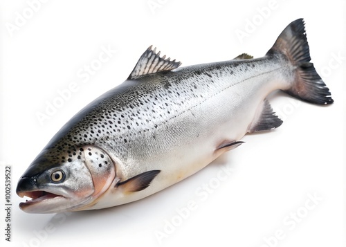 raw salmon, fish isolated on white background, clipping path, full depth of field