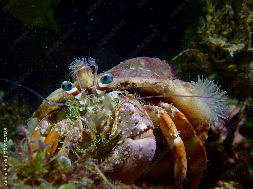 Hermit crab at night underwater. Hermit crab in shell on seabed on black background underwater. Hermit crab at night underwater. Hermit crab in shell on seabed on black background underwater.