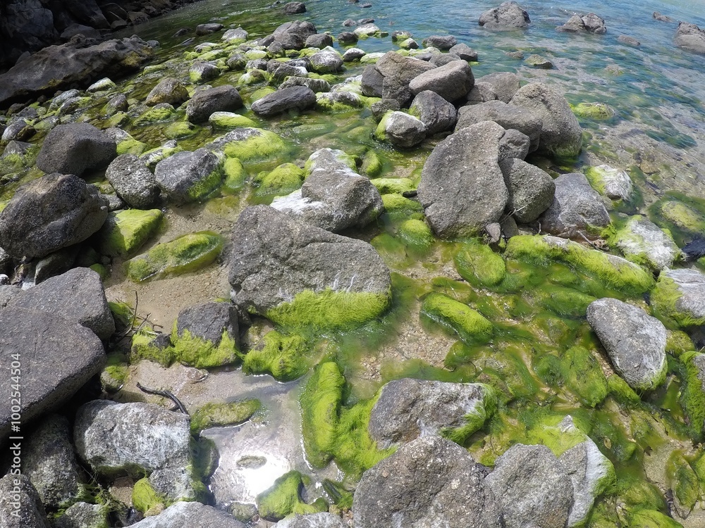Fototapeta premium Seaweed covered rocks 