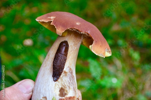 porcini mushroom on which a slug crawls photo