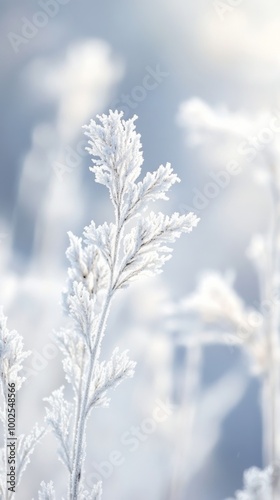 Close-up of frosty plant in winter