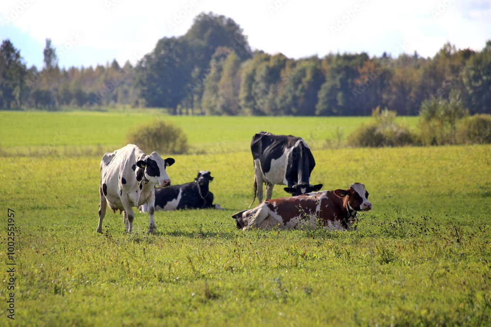 Cows walk and lie on a green field. Cows walk and lie on a green field.