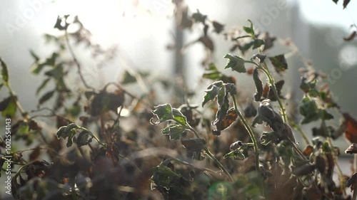 Close up of dried mint herb leaves moving gently in the wind during drought and heat wave