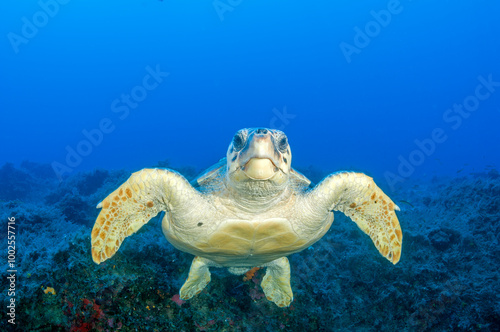 Portrait of a loggerhead turtle, Caretta caretta, Fethiye Bay Turkiye