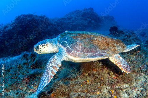 Loggerhead turtle, Caretta caretta, Fethiye Bay Turkiye