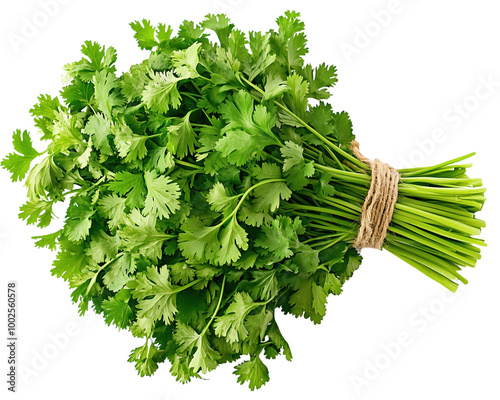 Fresh bunch of vibrant coriander herbs perfectly arranged on a clean white background
