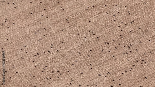 Aerial top-down overview of post-harvest fields in Etchilhampton, UK, with visible tractor tracks and open farmland as dark bird crows gather and sit on field photo