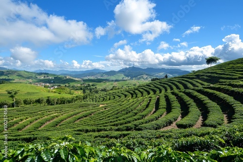 A coffee plantation in the rolling hills of Minas Gerais, showing Brazil's role in global coffee production photo