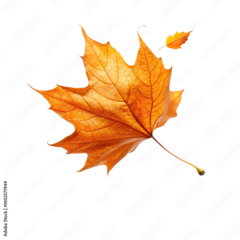 Autumn maple leaf falling on the transparent background PNG Autumn maple leaf falling on the transparent background PNG