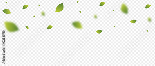 The leaves are fresh, green flying from the top. On a transparent background
