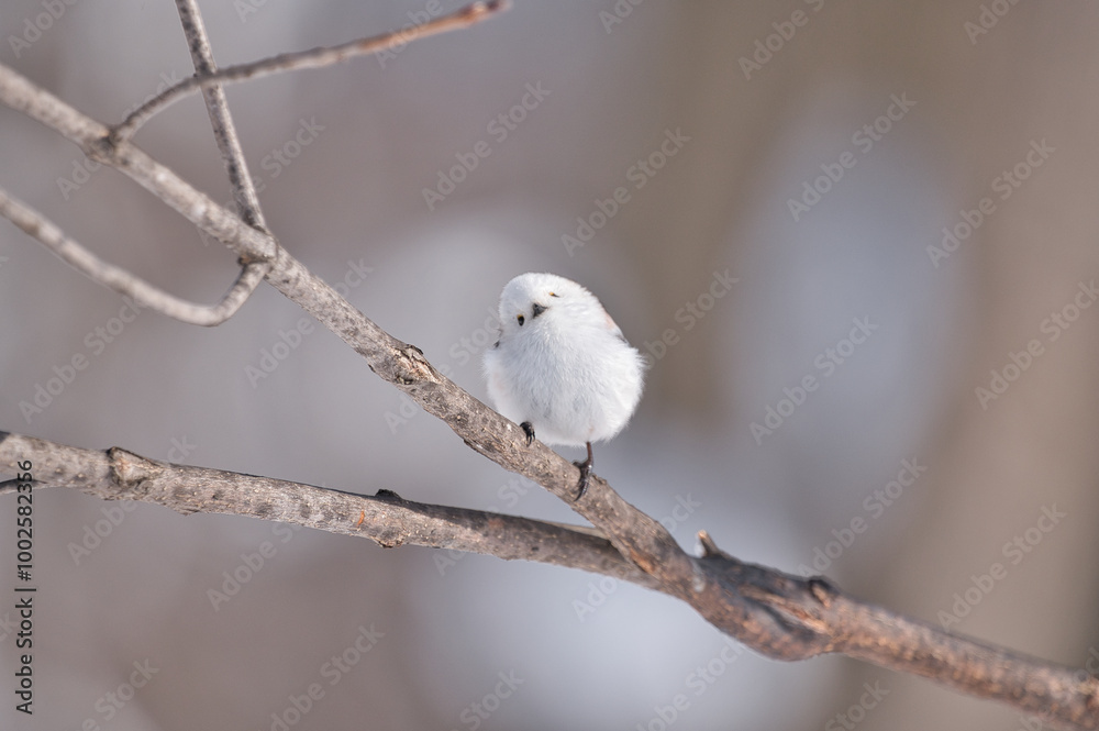 Long-tailedTit Long-tailedTit