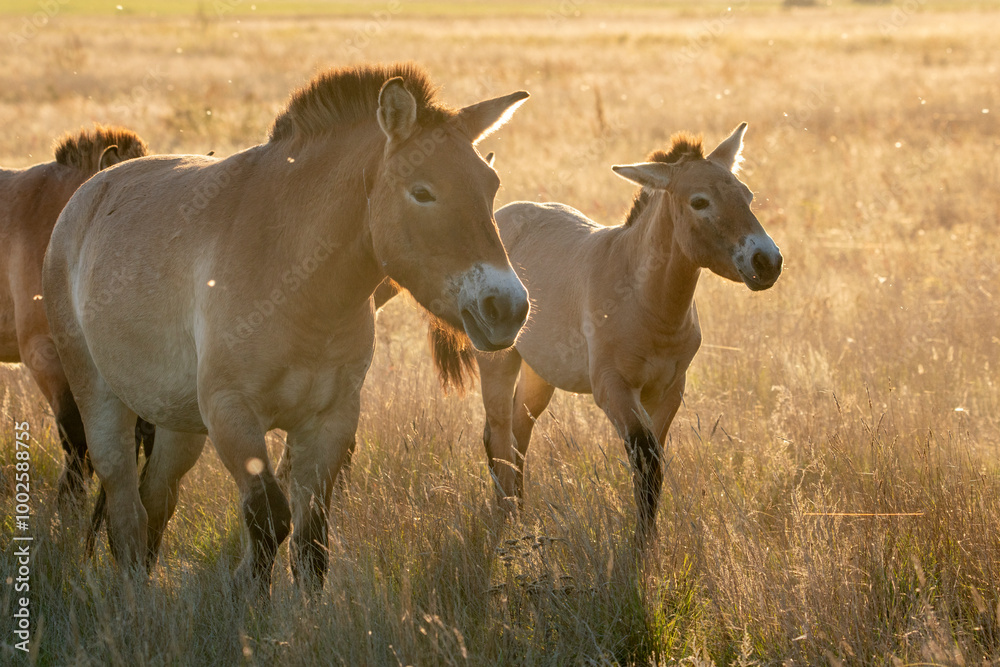 Przewalski's horses (Mongolian wild horses), mare and foal. A rare and endangered horse specie, originally native to the steppes of Central Asia. Reintroduced at the steppes of South Ural Przewalski's horses (Mongolian wild horses), mare and foal. A rare and endangered horse specie, originally native to the steppes of Central Asia. Reintroduced at the steppes of South Ural
