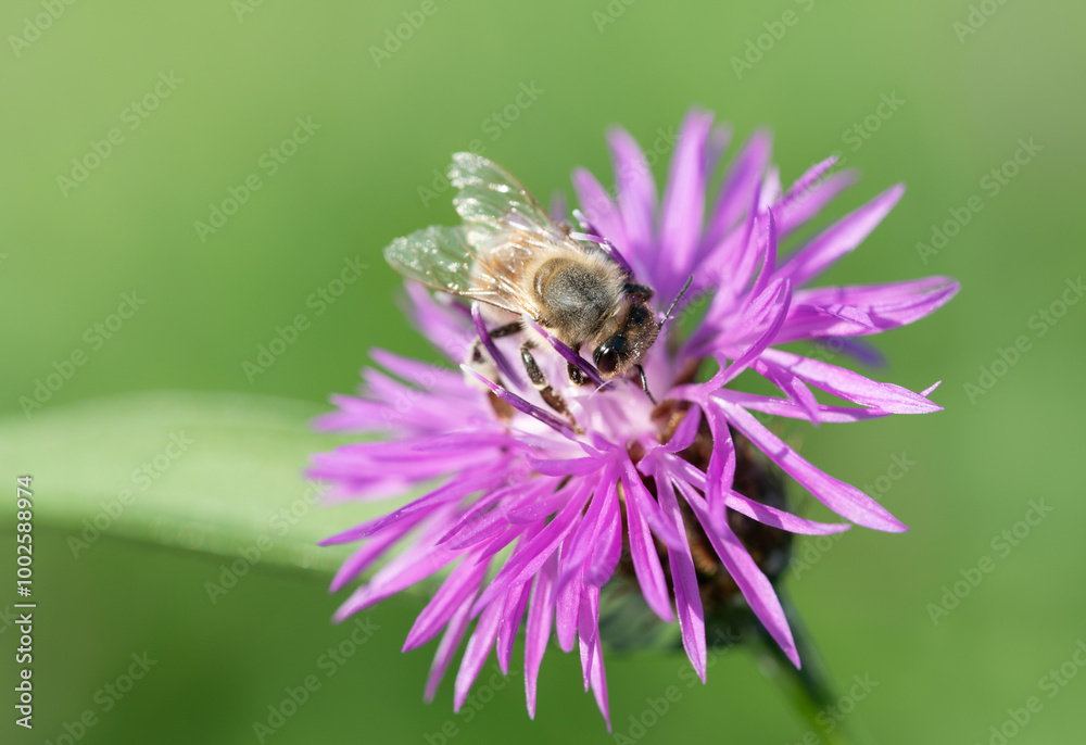 A small honeybee sits on a purple wildflower, against a green background in nature. There is space for text. A small honeybee sits on a purple wildflower, against a green background in nature. There is space for text.