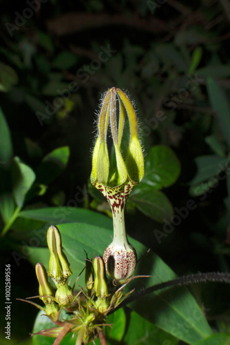 Ceropegia sp., Kandilphool at Kaas, Maharashtra, India photo