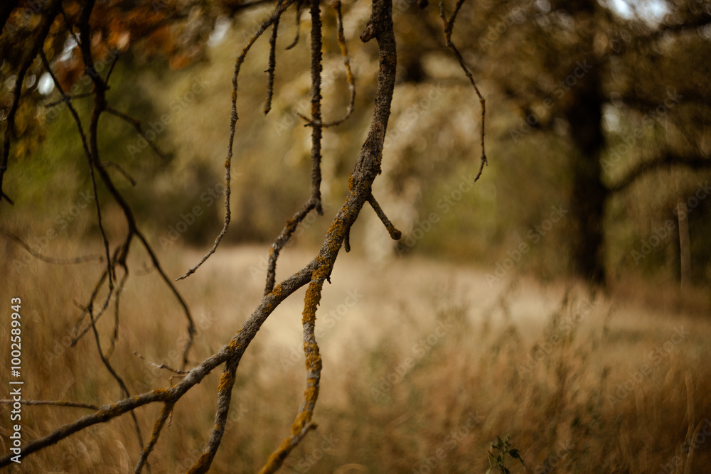 dry large branch on the background of yellow autumn forest and grass. Blurry bokeh background dry large branch on the background of yellow autumn forest and grass. Blurry bokeh background