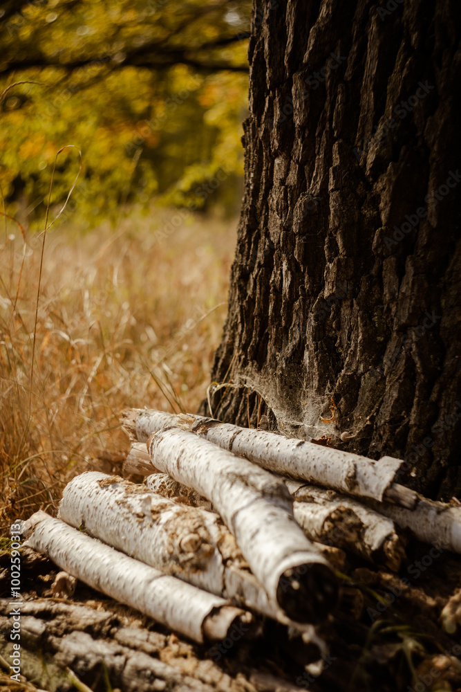 birch tree stacked on top of each other, near a large oak birch tree stacked on top of each other, near a large oak