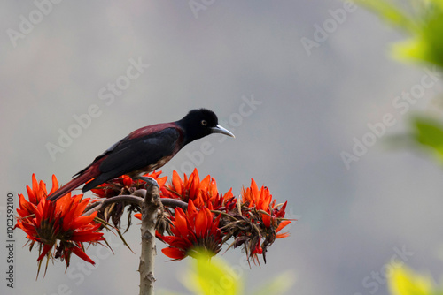 Maroon Oriole, Oriolus traillii, Pangolakha Wildlife Sanctuary, Sikkim, India photo