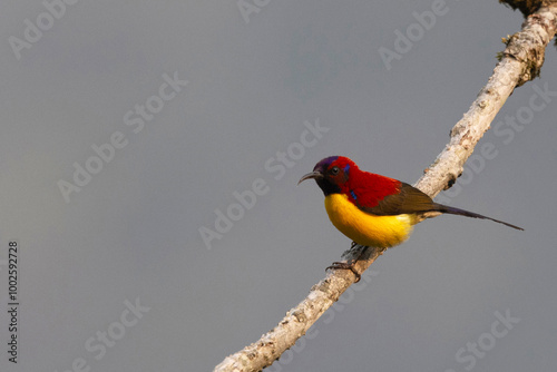 Mrs. Gould's  Sunbird, Aethopyga gouldiae, Pangolakha Wildlife Sanctuary, Sikkim, India photo