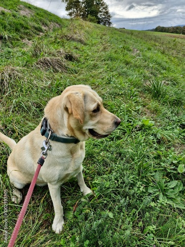 labrador retriever puppy