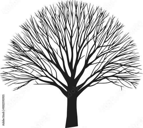 tree without leaves  transparent background, Black silhouette of a tree