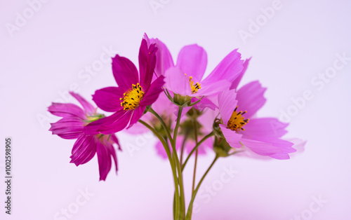 beautiful cosmos flowers