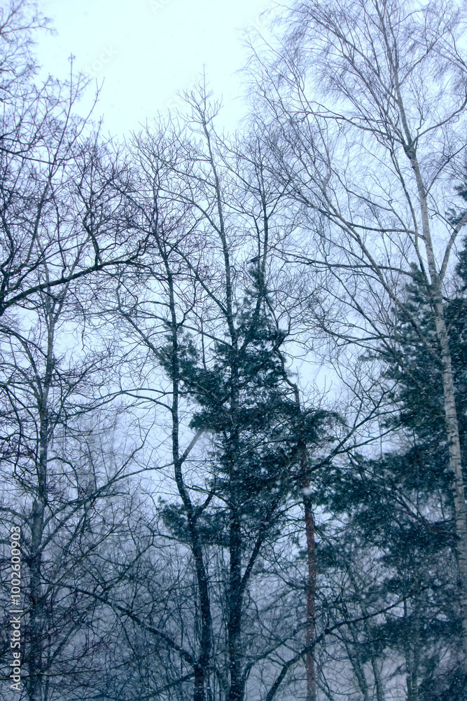 Winter nature blurred snowfall background.