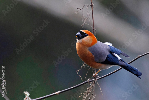 Red-headed Bullfinch, Pyrrhula erythrocephala, Pangolakha Wildlife Sanctuary, Sikkim, India photo