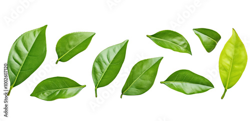 Artfully arranged fresh green tea leaves on a clean white background