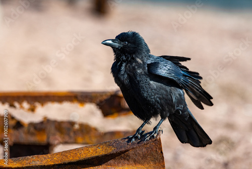 A Crow taken against a sandy beach bokeh background. The Carrion Crow is a member of the Corvid family of birds.  photo