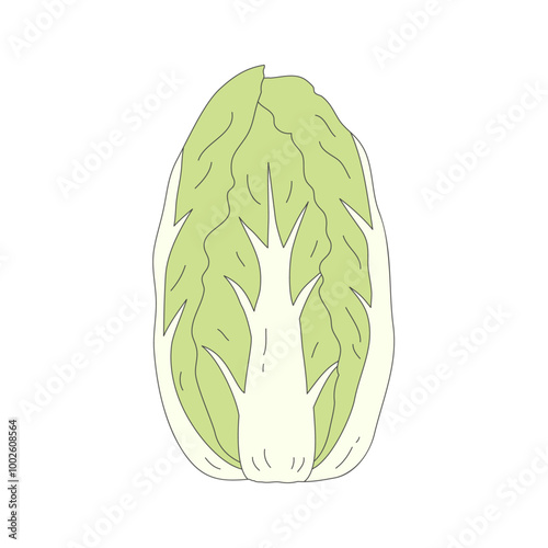 Chinese cabbage, Illustration of vegetable, isolated, icon illustration, clipart