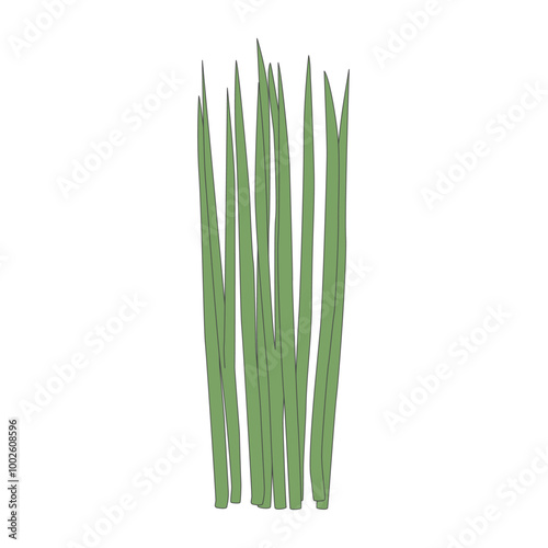 Chinese chives, Illustration of vegetable, isolated, icon illustration, clipart