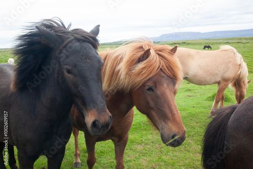 Icelandic horses in a green field